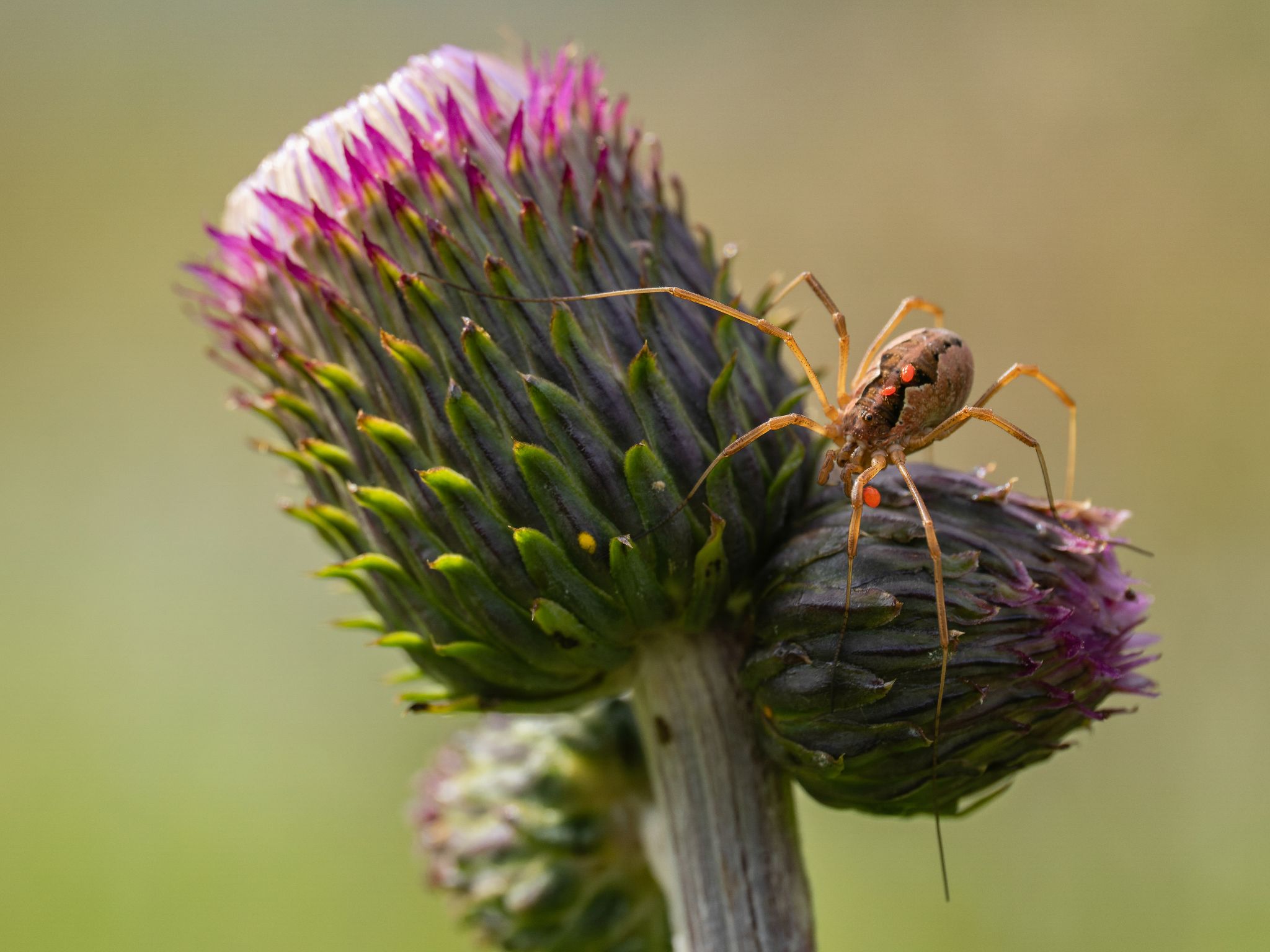 Kratzdistel und Spinne mit Milben